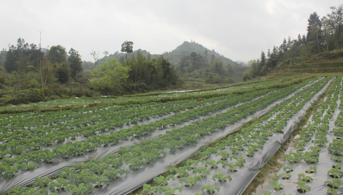 Khu ruộng tại thôn Pả Chư Tỷ, xã Lùng Phình đã được phủ xanh cây cải kale đặc sản