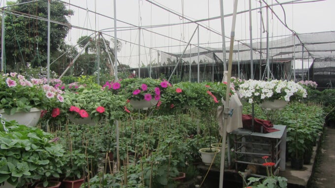 Vườn trồng các cây hoa dân dụng (dạ yến thảo, thược dược, lan nhất chi mai)