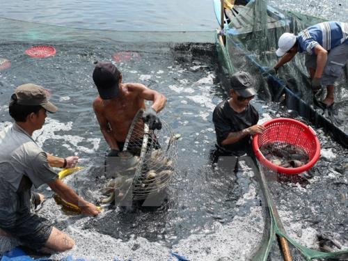 Tỉnh Nam Định đang xây dựng và nhân rộng một số mô hình ứng dụng công nghệ trong nuôi trồng thủy sản ven biển.