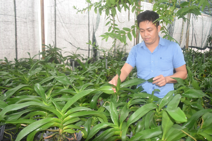 70% trong 1.000 chậu lan Đai Châu của Viện KHKTNN DHNTB vào dịp Tết Nguyên đán Quý Mão 2023 sẽ cho hoa. Ảnh: V.Đ.T.