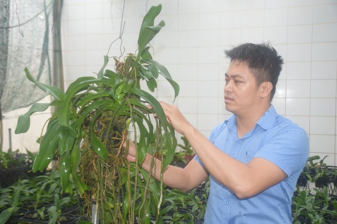 Một cội “lan già” trong nhà màng trồng lan Đai Châu của Viện KHKTNN DHNTB. Ảnh: V.Đ.T.