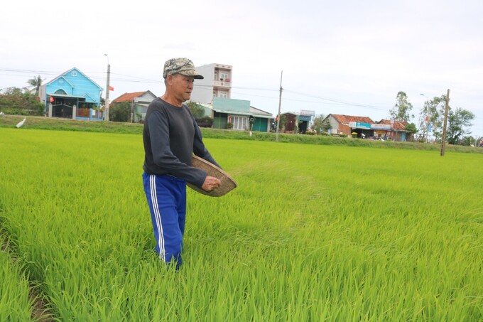Nông dân cần gieo sạ với mật độ hợp lý để hạn chế sâu bệnh hại lúa. Ảnh: Kim Sơ.