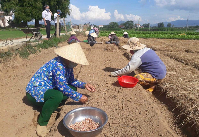 Rau trồng ở HTX Nông nghiệp Phước Hiệp (huyện Tuy Phước, Bình Định) đều được trồng trên vồng đất. Ảnh: V.Đ.T.