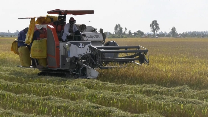 Năm nay, lợi nhuận trồng lúa thu đông tại Tam Nông (Đồng Tháp) chỉ xoay quanh 15 triệu đồng/ha. Ảnh: Trọng Trung.