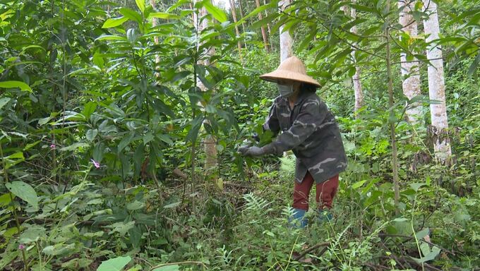 Trồng rừng đang trở thành hướng đi mũi nhọn, giúp nhiều gia đình khá giả. Ảnh Ngọc Tú.