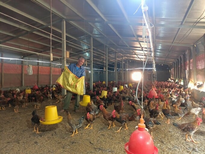 Gia đình ông Tiên đã phát triển được 3 chuồng gà với quy mô 10.000con/lứa