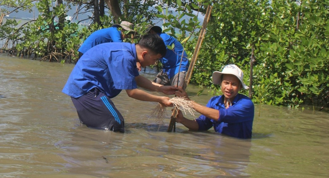 Lực lượng thanh niên tham gia trồng rừng ngập mặn. Ảnh: V.Đ.T.