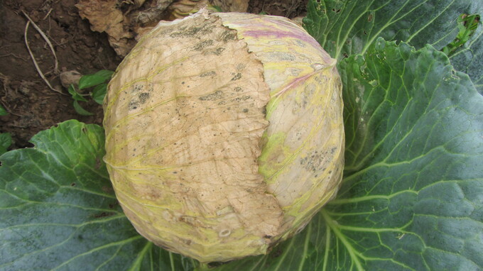 2.1 - Bắp cải bị hại nặng thời tiết và bọ phấn trắng