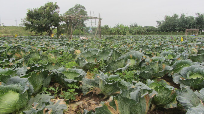 2 – Ruộng cải bắp ở Đặng Xá bị hại do thời tiết và sâu bệnh