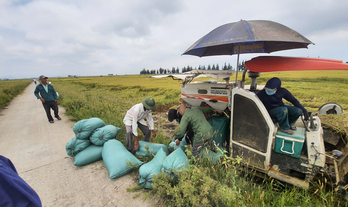 Máy gặt đập trên cánh đồng Lệ Thủy cho người dân giảm được chi phí sản xuất. Ảnh: T.P
