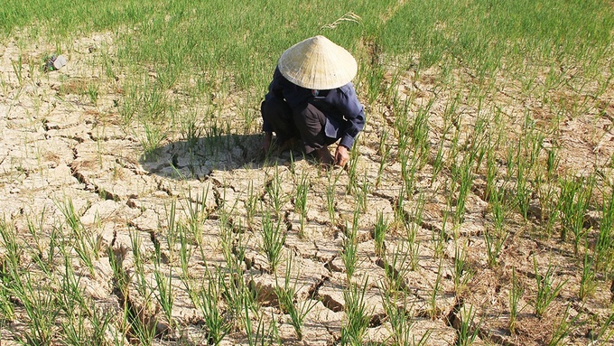 Rất nhiều vụ nông dân trồng lúa ở Nghệ An thiệt hại nặng do thiên tai, nhưng chỉ h
