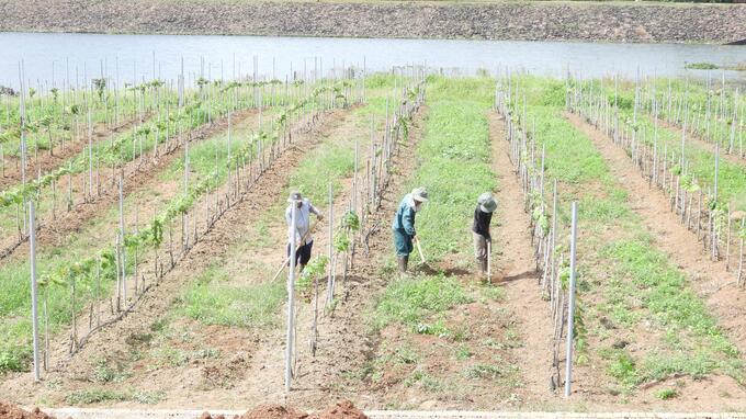 Một góc Farm nho cạnh hồ thủy lợi Cầu Mới. Ảnh: Trần Trung.