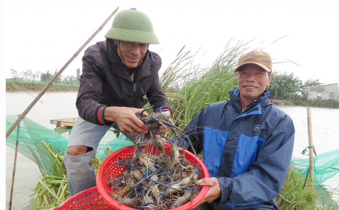 The conversion of inefficient rice land into a giant freshwater shrimp farm in Dong Trach gives people a new direction.  Photo: TP