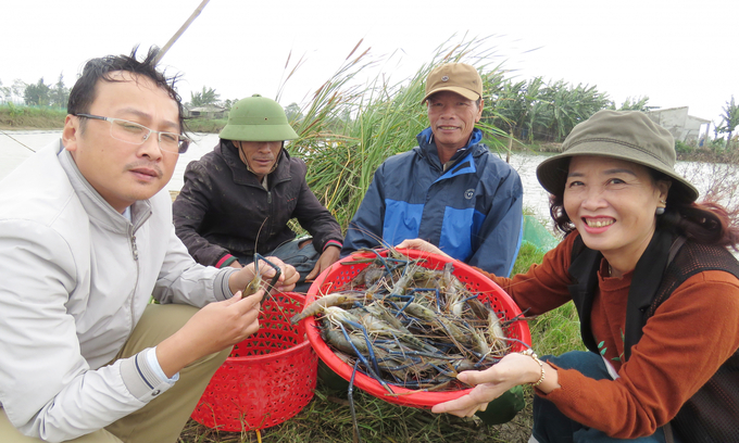 Freshwater shrimp farming model for farmers with income of 100-120 million VND/ha.  Photo: TP