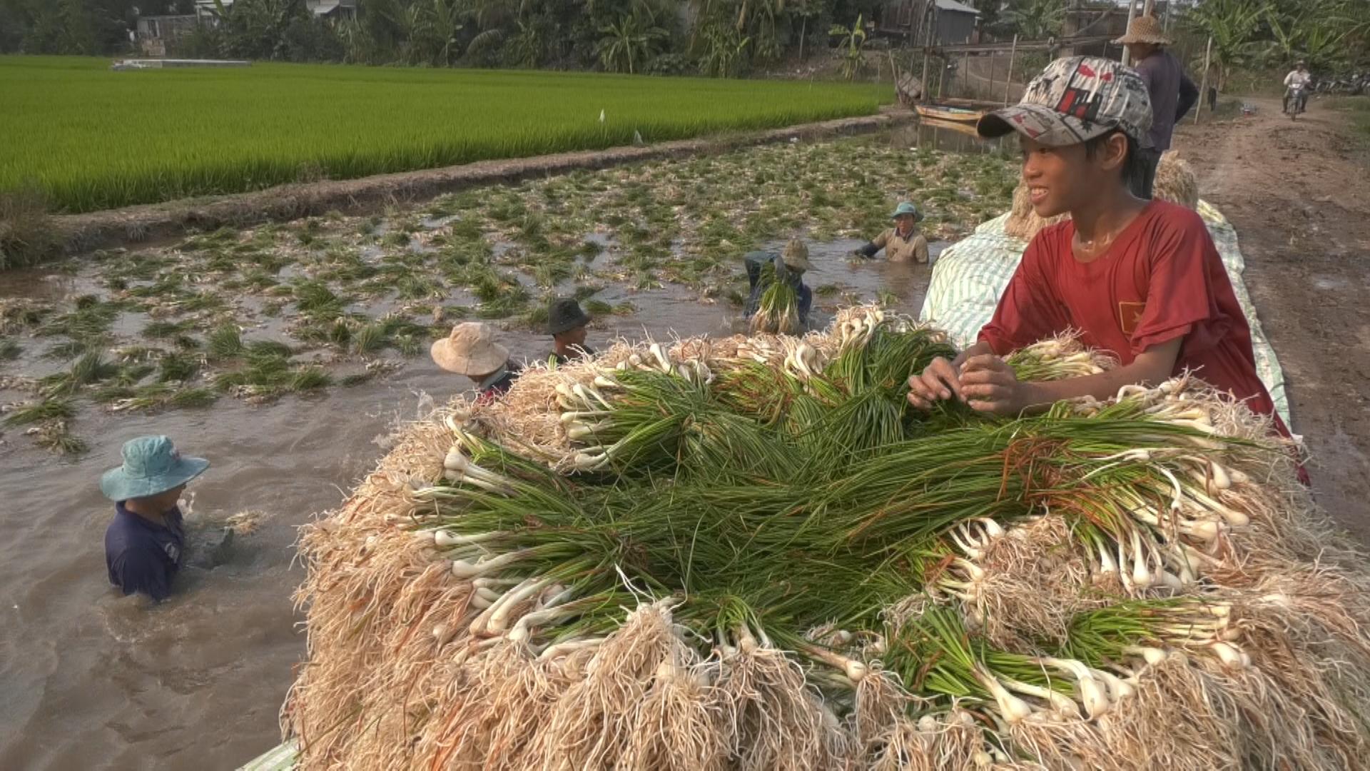 Vụ thu hoạch năm nay, giá kiệu tươi ở Tam Nông (Đồng Tháp) cao hơn từ 5.000 - 7.000đ/kg so với năm ngoái. Ảnh: Trọng Trung.