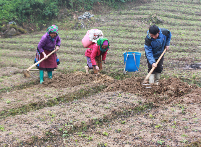 Bà con nông dân thôn Lả Gì Thàng, xã Tả Văn Chư bắt đầu thu hoạch cây dược liệu cát cánh