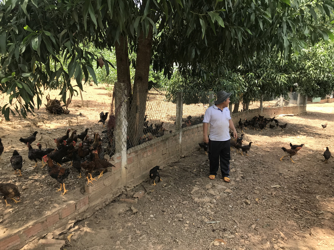 Trong thời gian tới, Công ty Cao Khanh sẽ tham gia phát triển nuôi gà thả đồi ở các huyện trung du và miền núi ở Bình Định. Ảnh: V.Đ.T.