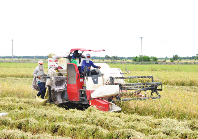 Máy gặt đập liên hợp trên cánh đồng lớn ở ĐBSCL Ảnh Hữu Đức