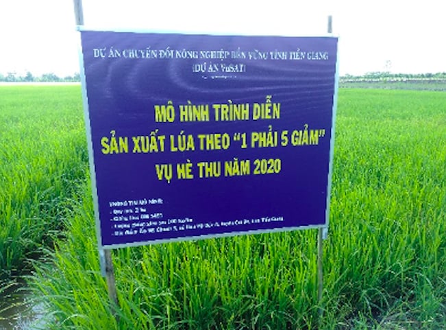 Kế hoạch sản xuất vụ lúa Thu Đông 2023 tại Hậu Giang