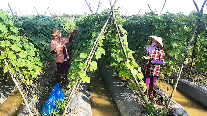 Các công trình hoàn thành còn bảo đảm nước tưới cho cây ăn trái, hoa màu trên địa bàn 2 tỉnh Tiền Giang, Long An. Ảnh: Minh Đảm.