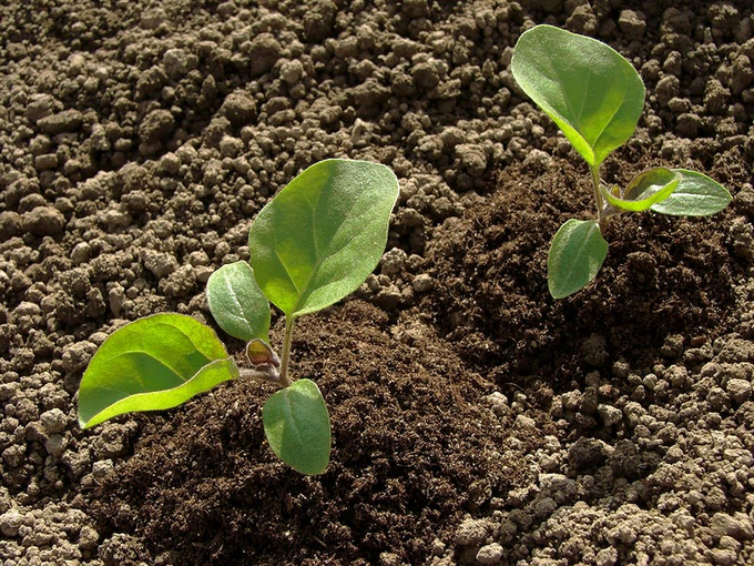 1447145124-eggplant-seedlings