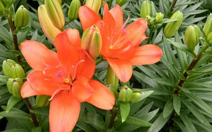 Hoa lily trồng trên chậu cho mẫu mã đẹp, tiện sử dụng, được khách hàng rất ưa chuộng.