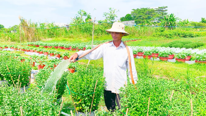 Nông dân trên cánh đồng hoa đang tất bật tưới nước chăm sóc vườn nhà để chuẩn bị bán tết. Ảnh: Hồ Thảo.