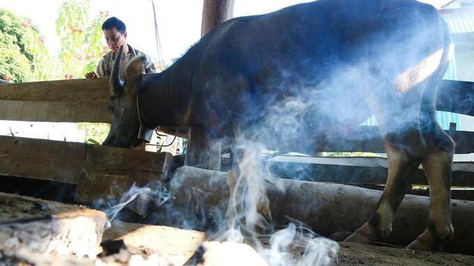 Người dân vùng núi huyện Tương Dương đốt lửa sưởi ấm cho gia súc. Ảnh: Đình Tuân.
