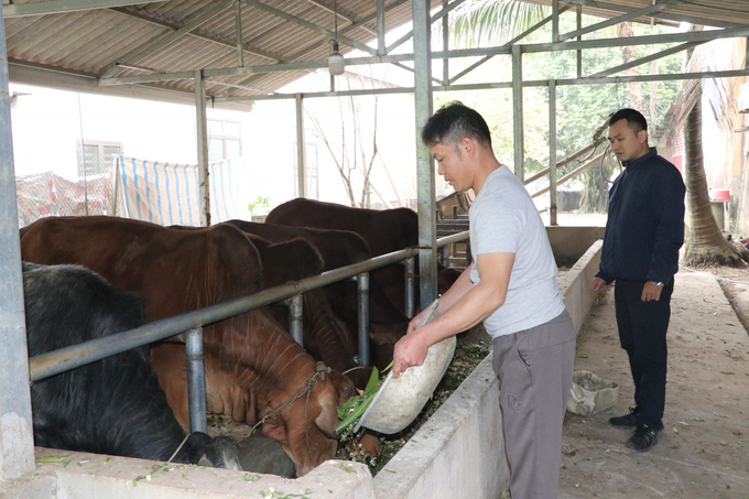 Anh Nguyễn Hồng Ca ở thôn Tân Thịnh xã Quy Mông bổ sung thức ăn tinh cho đàn bò