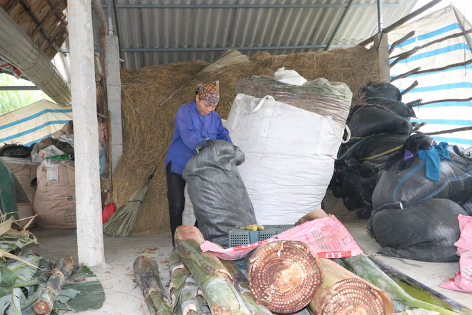 Bà Nguyễn Thị Oanh ở thôn Thịnh Hưng xã Quy Mông dự trữ thức ăn cho đàn trâu bò