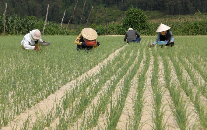 Hành là loại cây trồng mang lại hiệu quả kinh tế cao cho người dân xã Cát Hải (huyện Phù Cát, Bình Định). Ảnh: V.Đ.T.