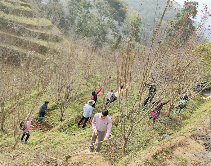 Hướng dẫn các hộ gia đình trồng cây mận Tả van xã Lùng Cải kỹ thuật chăm sóc, đốn tỉa