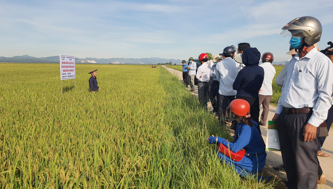 Linking production and creating credibility between companies and farmers will be a lever for agricultural production.  Photo: TP