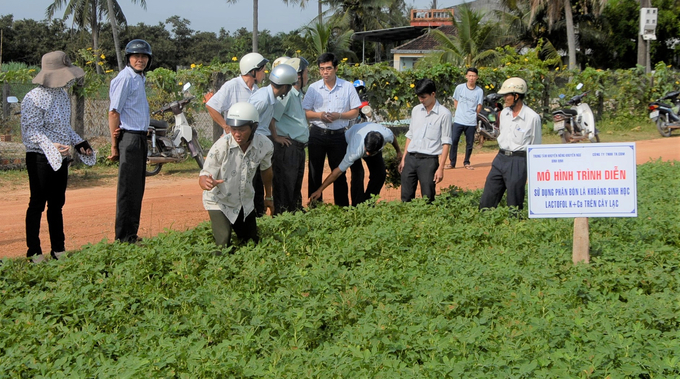 Mô hình bón phân sinh học cho cây đậu phộng ở xã Cát Hiệp (huyện Phù Cát, Bình Định). Ảnh: V.Đ.T.
