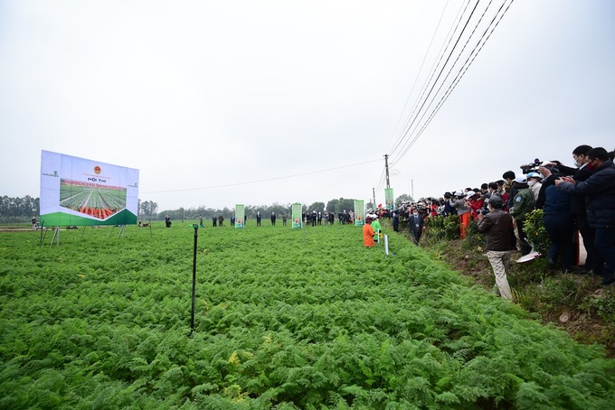 The carrot harvesting competition was held in early 2022 in the carrot field of Duc Chinh Township (Cam Giang, Hai Duong).