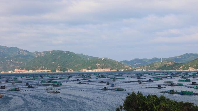 Đảo Bình Ba được mệnh danh là vương quốc nuôi tôm hùm bằng lồng. Ảnh: KS.