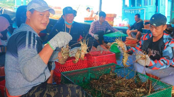 Hiện 85% số hộ ở xã đảo Cam Bình nuôi tôm hùm bằng lồng bè. Ảnh: KS.