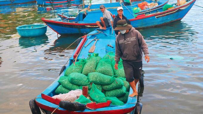 Người dân ở đảo Bình Ba đang từng bước sử dụng túi lưới tái sự dụng để đựng thức ăn nuôi tôm hùm. Ảnh: KS.