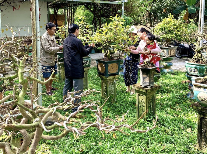 Các nhà vườn trồng mai ở Bình Định huy động công nhà lặt lá mai. Ảnh: T.Hoàn.