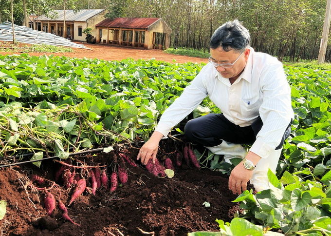 xuất khẩu khoai lang