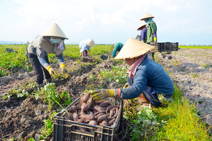 Nông dân Phú Thiện thu hoạch khoai lang