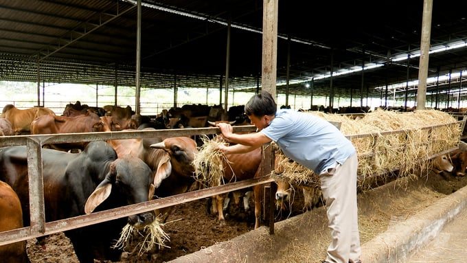 Lạng Giang Chăn nuôi bò thịt khép kín cho thu nhập cao  Xuất bản thông  tin