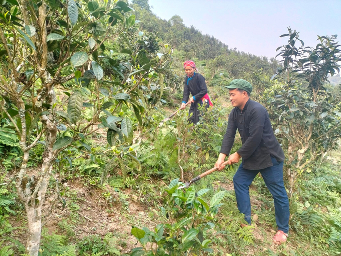 Vợ chồng Chị Cân tham gia dự án khuyến nông thâm canh chè theo hướng hữu cơ gắn với phát triển du lịch nông nghiệp bền vững