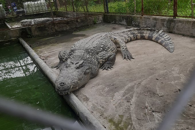 Con cá sấu chúa, nặng hơn 500 kg, kỉ lục Guinness về cân nặng của cá sấu Xiêm
