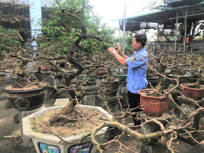 Người trồng mai cảnh bán Tết ở Bình Định lo lắng vì những búp mai bị “điếc” do lạnh kéo dài. Ảnh: V.Đ.T.