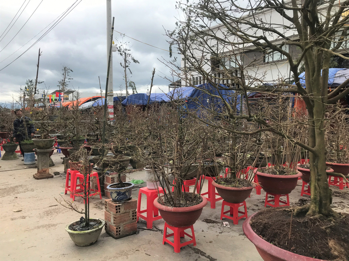 Những cây mai được bày bán dọc đường Quốc lộ 1 trên địa bàn thị xã An Nhơn (Bình Định) cũng không có cây nào hé nụ. Ảnh: V.Đ.T.