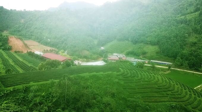 Tỉnh Bắc Kạn chú trọng tạo vùng nguyên liệu sạch để chế biến sản phẩm chất lượng cao phục vụ xuất khẩu. Ảnh Ngọc Tú.