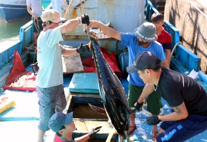 Ngư dân Khánh Hòa đang bước vào vụ khai thác cá ngừ đại dương. Ảnh: KS.