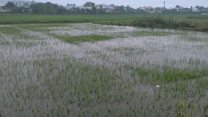 Do xảy ra mưa lớn