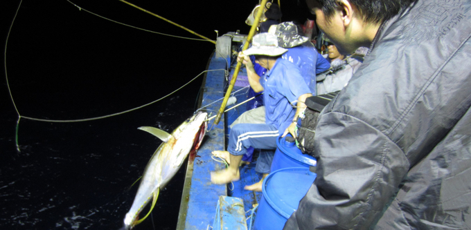 Câu cá ngừ đại dương là nghề đánh bắt thủy sản mũi nhọn của ngư dân Bình Định. Ảnh: T.V.V.